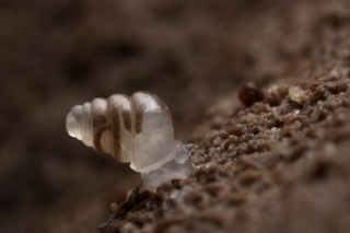 Illustration for article titled A translucent snail has been found in one of the world's deepest caves
